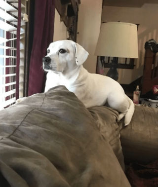 Illustration de l'article : 18 photos drôles et attendrissantes de chiens persuadés d'être des chats