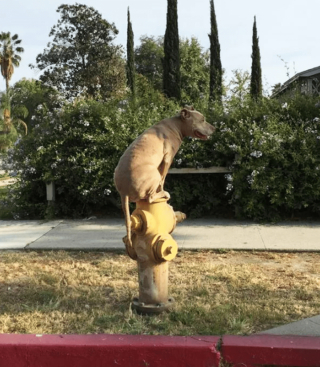 Illustration de l'article : 18 photos drôles et attendrissantes de chiens persuadés d'être des chats