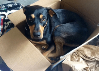 Illustration de l'article : 18 photos drôles et attendrissantes de chiens persuadés d'être des chats