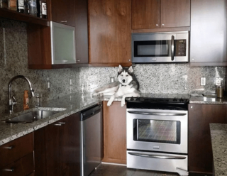 Illustration de l'article : 18 photos drôles et attendrissantes de chiens persuadés d'être des chats