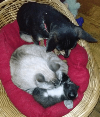 Illustration de l'article : 18 photos drôles et attendrissantes de chiens persuadés d'être des chats