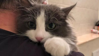 Illustration de l'article : Un couple s’arme de patience pour accueillir un chat errant dans sa maison
