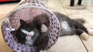 Illustration de l'article : Un couple s’arme de patience pour accueillir un chat errant dans sa maison