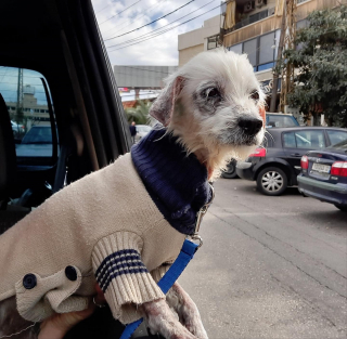 Illustration de l'article : Une femme vend sa robe de mariée pour venir en aide à une chienne maltraitée et en danger