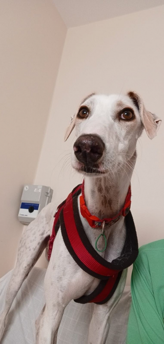 Illustration de l'article : Un chien reste plusieurs mois au refuge car son profil ne plaît pas aux adoptants potentiels