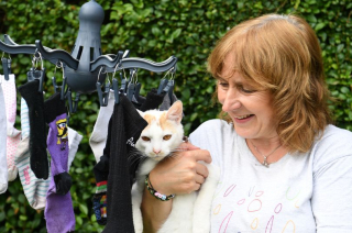 Illustration de l'article : Ce chat, voleur de chaussettes, est la vedette de son quartier (vidéo)