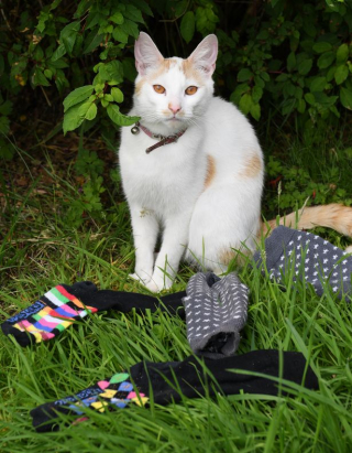 Illustration de l'article : Ce chat, voleur de chaussettes, est la vedette de son quartier (vidéo)