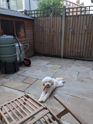 Illustration de l'article : Atteinte d’un trouble neurodéveloppemental, une femme adopte un chien qui deviendra sa thérapie