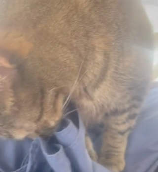 Illustration de l'article : Une chatte offre un moment plein d’émotion en s’imprégnant de l’odeur de son maître décédé (vidéo)