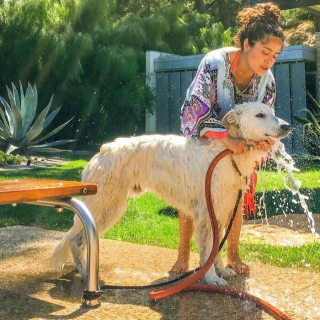 Illustration de l'article : 19 photos de vedettes qui affichent leur amour pour leurs chiens au grand jour