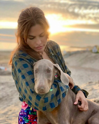 Illustration de l'article : 19 photos de vedettes qui affichent leur amour pour leurs chiens au grand jour