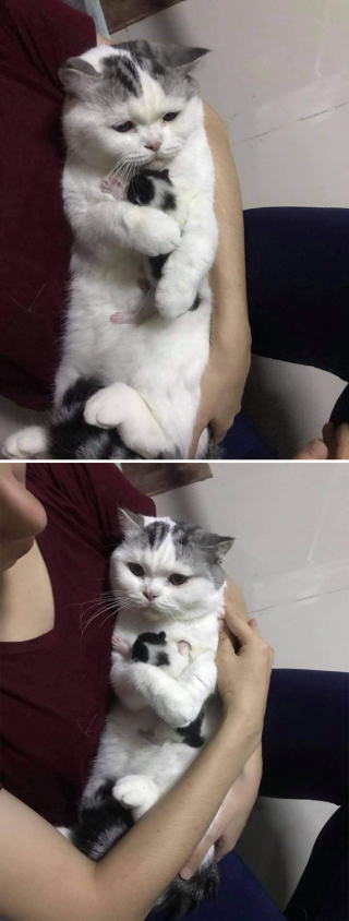 Illustration de l'article : 20 photos d'animaux qui nous apprennent à voir la vie du bon côté