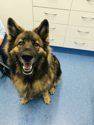 Illustration de l'article : 20 photos d'animaux qui nous apprennent à voir la vie du bon côté