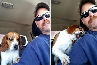 Illustration de l'article : 20 photos d'animaux qui nous apprennent à voir la vie du bon côté