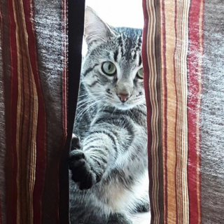 Illustration de l'article : Un homme, pour qui il était hors de question d’avoir un félin, change d’avis le jour où une chatte choisit son jardin pour mettre bas