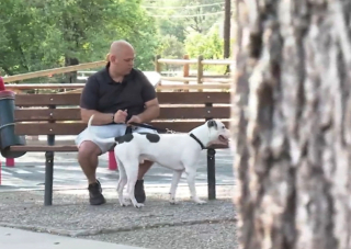 Illustration de l'article : Abandonné dans un parc, un Pitbull trouve un nouveau sens à sa vie en aidant un ancien militaire à surmonter ses traumatismes