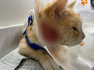Illustration de l'article : Après une semaine d’errance, un chat abandonné a été retrouvé avec une grave blessure au visage