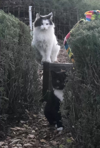 Illustration de l'article : Un chat errant se lie d’amitié avec 2 chats d’intérieur, et ne va plus jamais les quitter