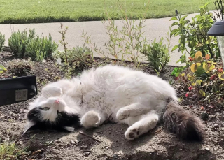 Illustration de l'article : Un chat errant se lie d’amitié avec 2 chats d’intérieur, et ne va plus jamais les quitter