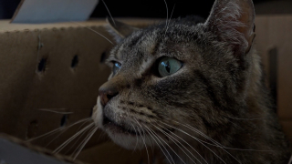 Illustration de l'article : Une famille retrouve son chat adoré, 3 ans après sa disparition