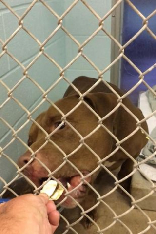 Illustration de l'article : L’abandon déchirant de ce Pitbull a brisé le coeur des vétérinaires