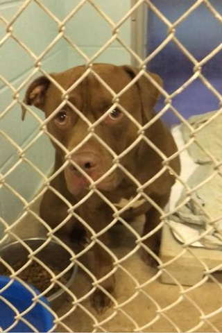 Illustration de l'article : L’abandon déchirant de ce Pitbull a brisé le coeur des vétérinaires