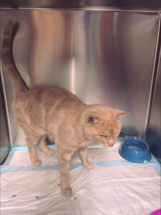 Illustration de l'article : Un chat disparu retrouve le chemin de sa maison grâce à sa puce électronique