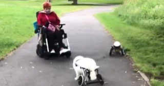 Illustration de l'article : Une femme utilisatrice de fauteuil roulant adopte des chiens handicapés pour leur offrir une seconde chance