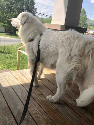 Illustration de l'article : Un homme scandalisé par la proposition faite par la justice pour empêcher son chien d’aboyer