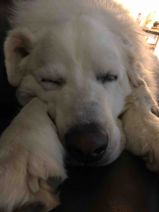 Illustration de l'article : Un homme scandalisé par la proposition faite par la justice pour empêcher son chien d’aboyer