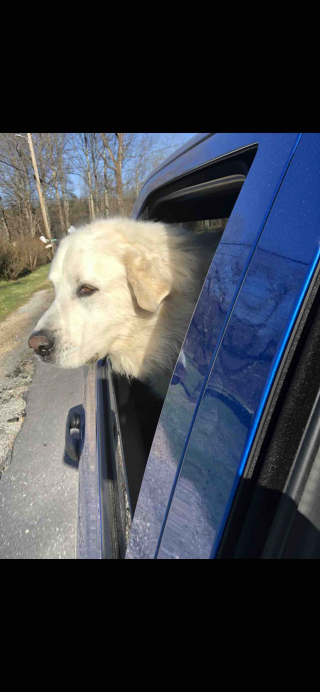 Illustration de l'article : Un homme scandalisé par la proposition faite par la justice pour empêcher son chien d’aboyer