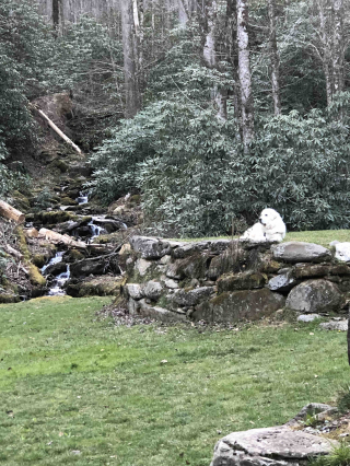 Illustration de l'article : Un homme scandalisé par la proposition faite par la justice pour empêcher son chien d’aboyer