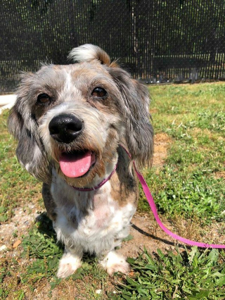 Illustration de l'article : Une chienne de 13 ans a été abandonnée devant une maison inconnue avec une triste lettre