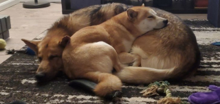 Illustration de l'article : 14 photos d'animaux tout heureux d'avoir trouvé leur âme sœur