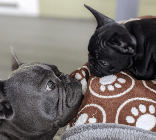 Illustration de l'article : 14 photos d'animaux tout heureux d'avoir trouvé leur âme sœur