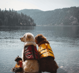 Illustration de l'article : 14 photos d'animaux tout heureux d'avoir trouvé leur âme sœur