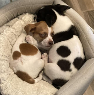 Illustration de l'article : 14 photos d'animaux tout heureux d'avoir trouvé leur âme sœur