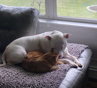 Illustration de l'article : 14 photos d'animaux tout heureux d'avoir trouvé leur âme sœur