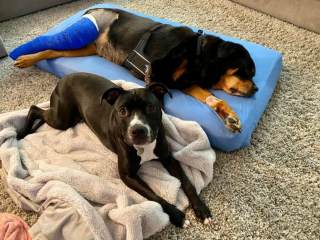 Illustration de l'article : 14 photos d'animaux tout heureux d'avoir trouvé leur âme sœur