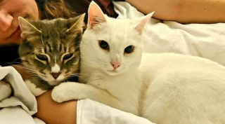 Illustration de l'article : 14 photos d'animaux tout heureux d'avoir trouvé leur âme sœur