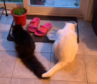 Illustration de l'article : 14 photos d'animaux tout heureux d'avoir trouvé leur âme sœur