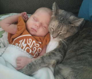 Illustration de l'article : 14 photos d'animaux tout heureux d'avoir trouvé leur âme sœur