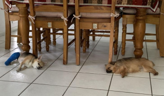 Illustration de l'article : 14 photos d'animaux tout heureux d'avoir trouvé leur âme sœur