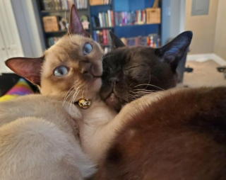 Illustration de l'article : 14 photos d'animaux tout heureux d'avoir trouvé leur âme sœur