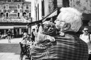 Illustration de l'article : 20 photos en noir et blanc et pleines de tendresse de chats vénitiens avec leurs propriétaires