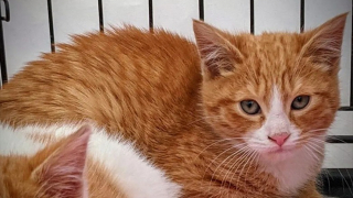 Illustration de l'article : Craintif à ses débuts, ce chaton se transforme en une véritable boule d'amour (vidéo)