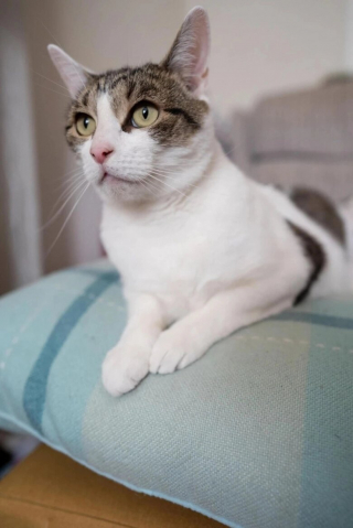 Illustration de l'article : Une femme s’apprête à faire une crise cardiaque, mais son chat va lui sauver la vie