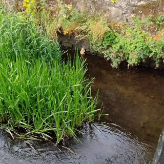 Illustration de l'article : Pris au piège dans une rivière, ce chaton lance des cris de détresse autour de lui