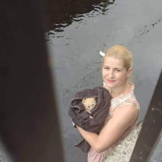 Illustration de l'article : Pris au piège dans une rivière, ce chaton lance des cris de détresse autour de lui