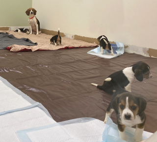 Illustration de l'article : 40 Beagles, utilisés à des fins de recherche médicale, quittent les laboratoires pour une vie meilleure